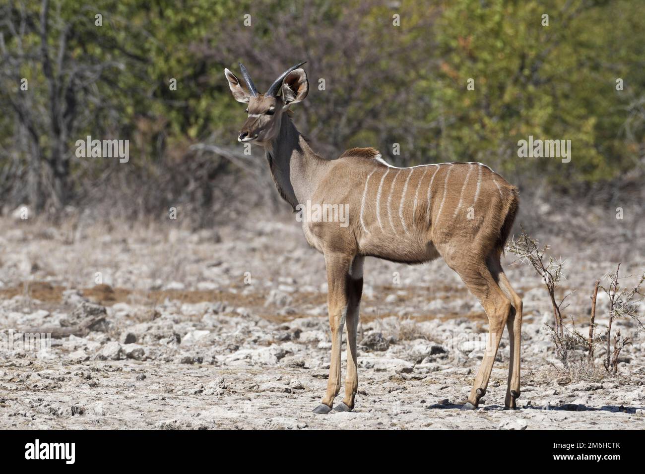 Großer Kudu (Tragelaphus strepsiceros), junges Männchen, auf aridem Boden stehend, wachsam, Etosha-Nationalpark, Namibia, Afrika Stockfoto