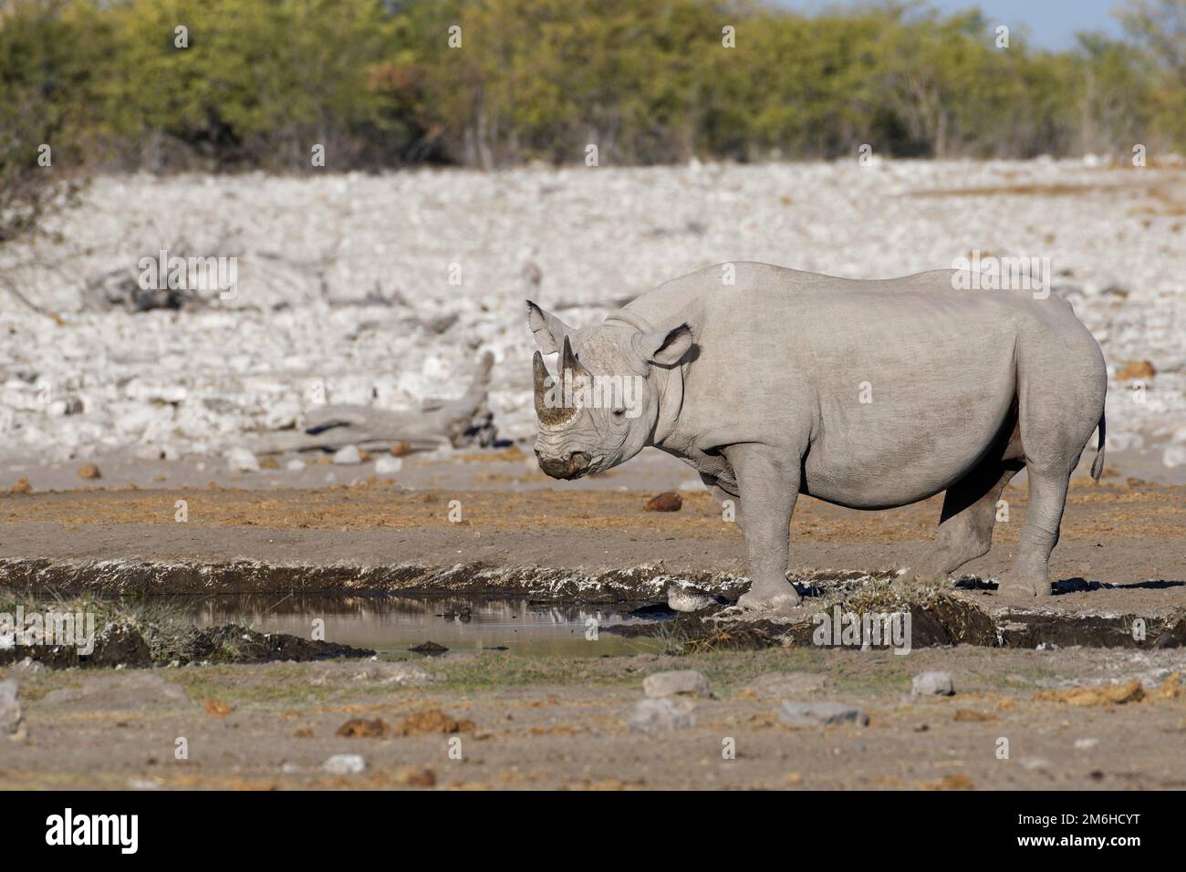 Schwarzes Nashorn (Diceros bicornis), erwachsener Rüde, stehend am Wasserloch, Etosha National Park, Namibia, Afrika Stockfoto