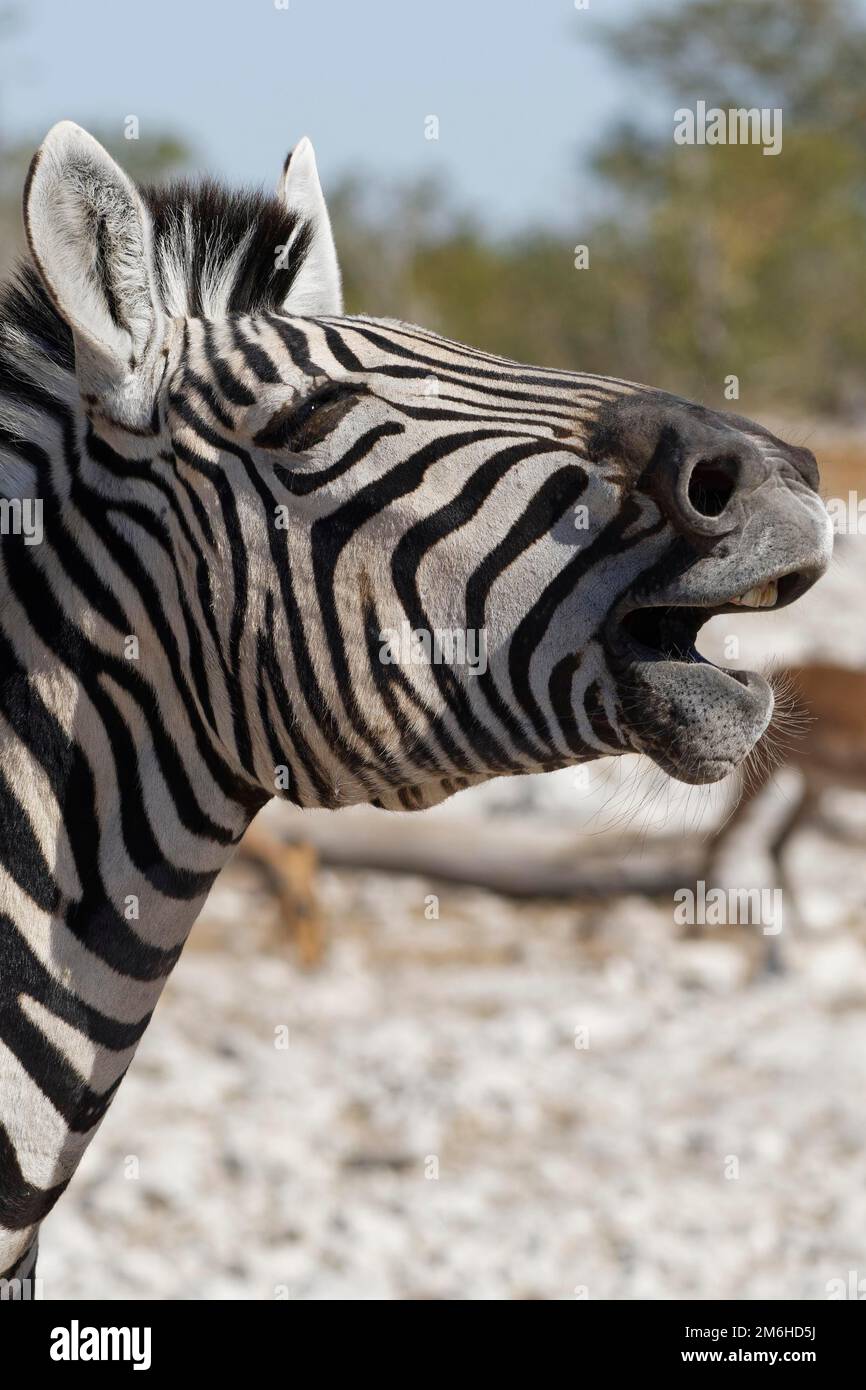 Burchells Zebra (Equus quagga burchellii), Gähnen von Erwachsenen, Kopfschuss, Etosha-Nationalpark, Namibia, Afrika Stockfoto