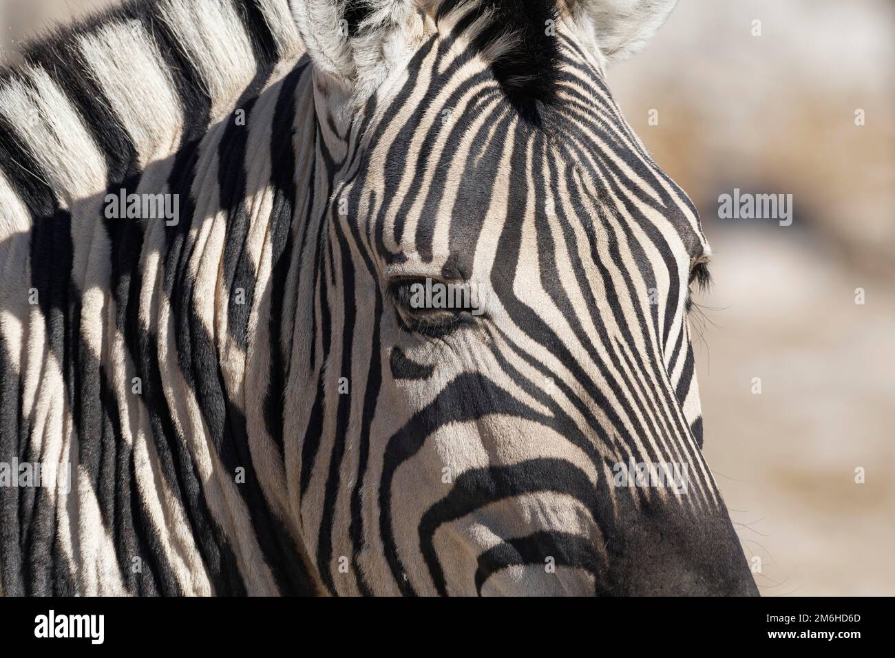 Burchells Zebra (Equus quagga burchellii), Erwachsener, Tierporträt, Nahaufnahme, Etosha-Nationalpark, Namibia, Afrika Stockfoto