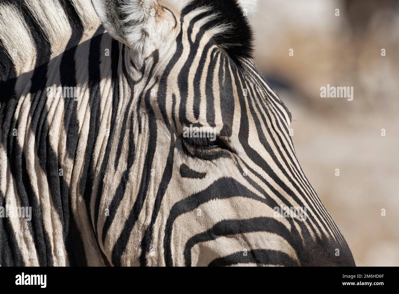 Burchells Zebra (Equus quagga burchellii), Erwachsener, Tierporträt, Nahaufnahme, Etosha-Nationalpark, Namibia, Afrika Stockfoto