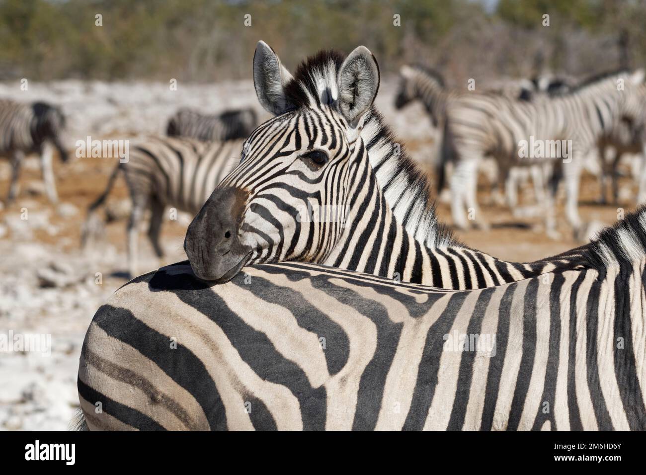 Burchells zebras (Equus quagga burchellii), Erwachsener, Tierporträt, Etosha-Nationalpark, Namibia, Afrika Stockfoto