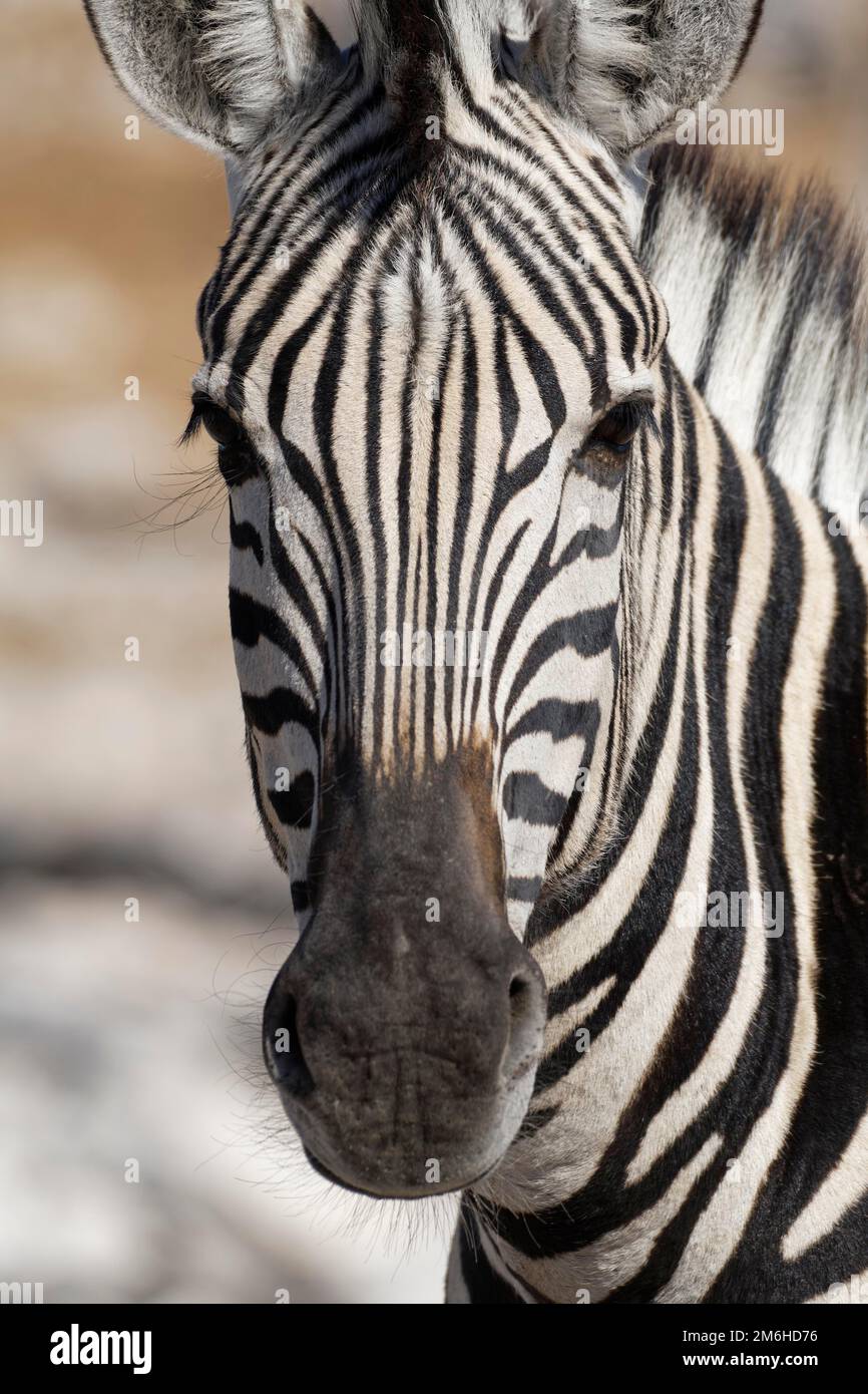 Burchells Zebra (Equus quagga burchellii), Erwachsener, Tierporträt, Etosha-Nationalpark, Namibia, Afrika Stockfoto