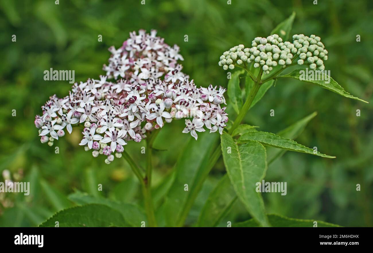 Kleiner älterer Sambucus ebulus Stockfoto