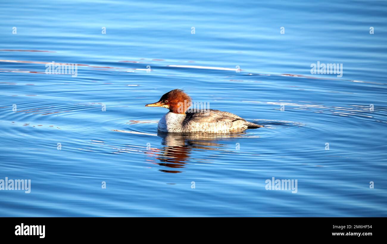Merganser (Nordamerikanischer Merganser) (Mergus merganser) Stockfoto