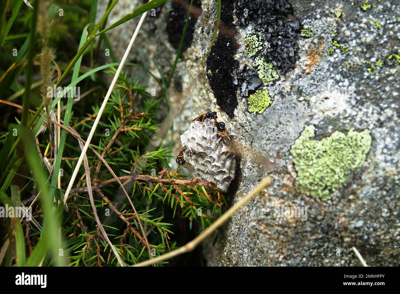 Kühner Hornissennest Stockfoto