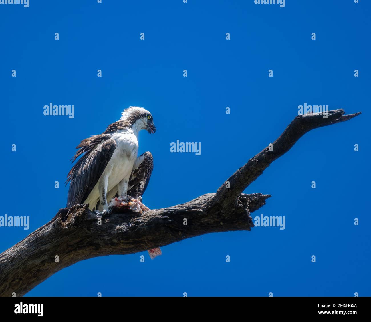 Fischadler mit totem Fisch, Fang des Tages im Circle B Bar Reserve Stockfoto