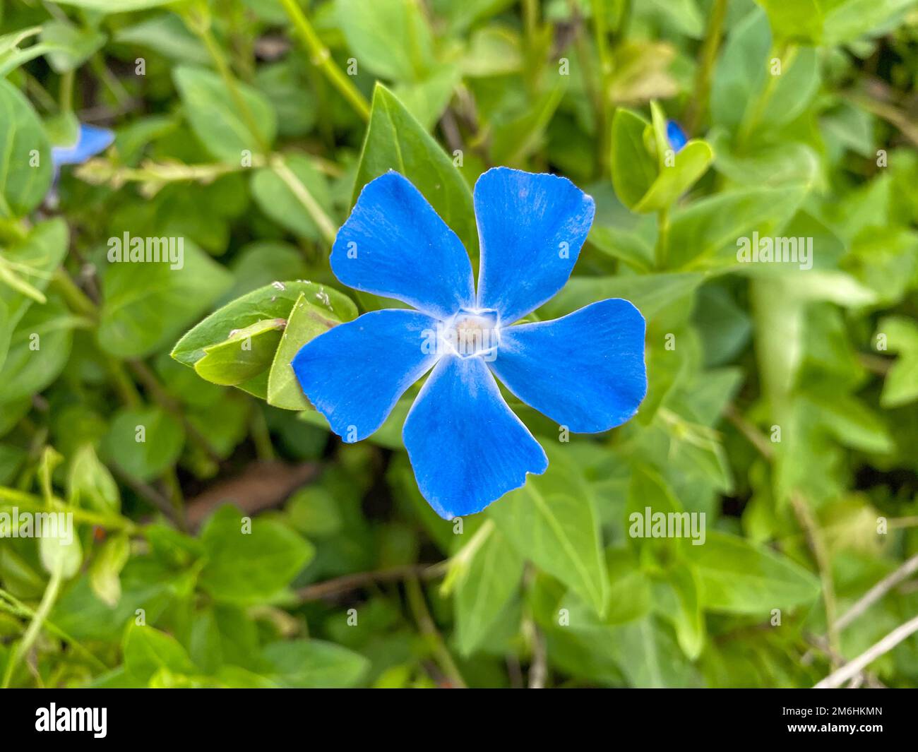 Zarte blaue Blumen im Frühling Stockfoto