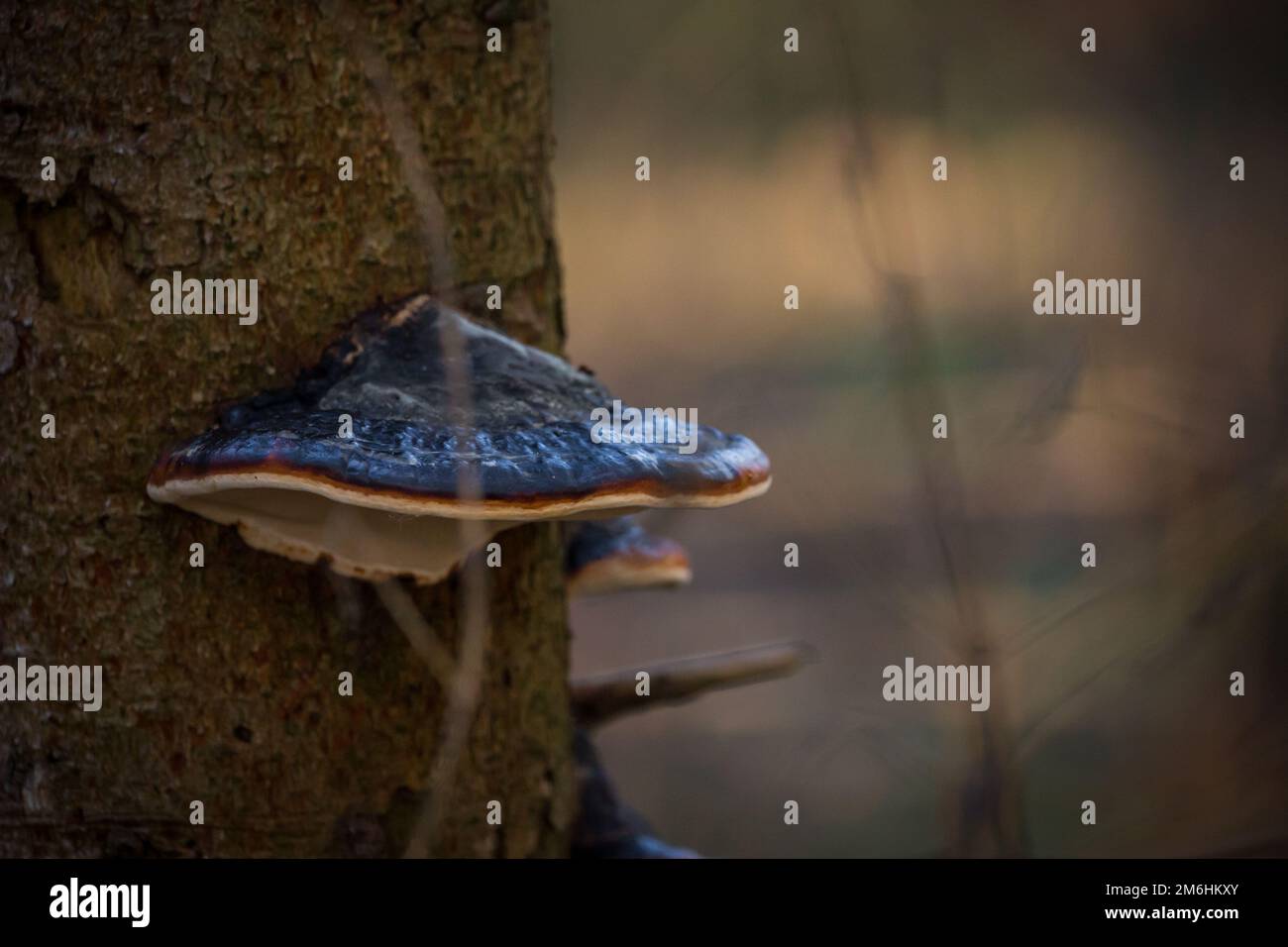 Pilze auf einem Baumstamm, Waldviertel, Österreich Stockfoto