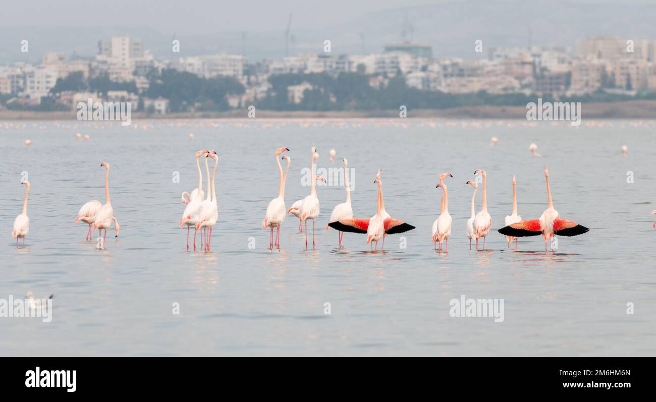 Flamingo-Vögel mit Reflexionen, Wandern und Fütterung im Salzsee von Larnaca in Zypern. Stockfoto