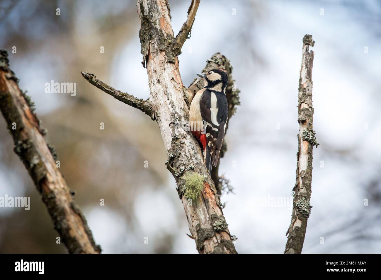 Großspecht (Dendrocopos Major), weiblich Stockfoto