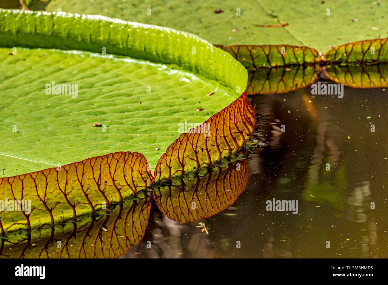 Große Wasserlilie, typisch für den Amazonas, mit ihrer charakteristischen kreisförmigen Form Stockfoto