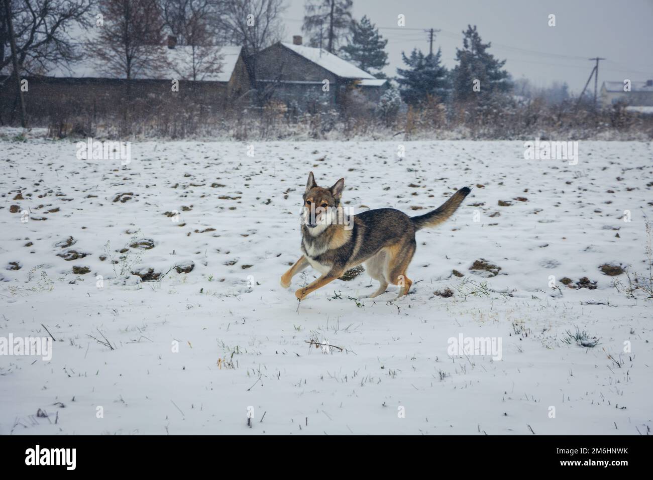 Tamaskan-Hund läuft im Winter in Polen Stockfoto