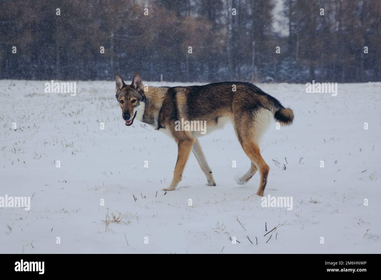 Tamaskan-Hund, der im Winter in Polen auf einem Schnee spaziert Stockfoto