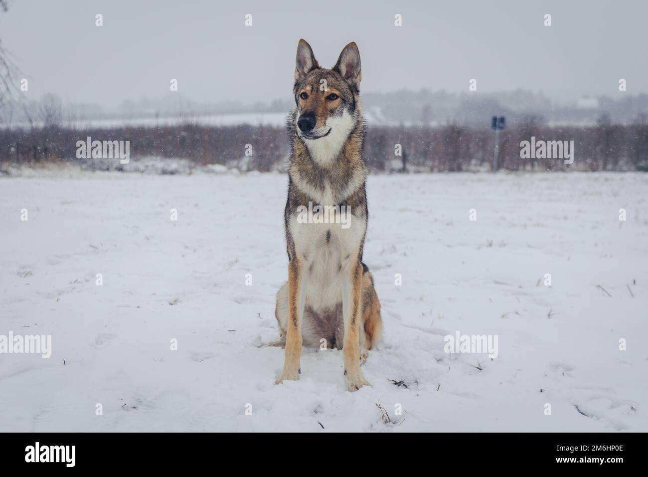 Porträt eines Tamaskanhundes im Winter in Polen Stockfoto