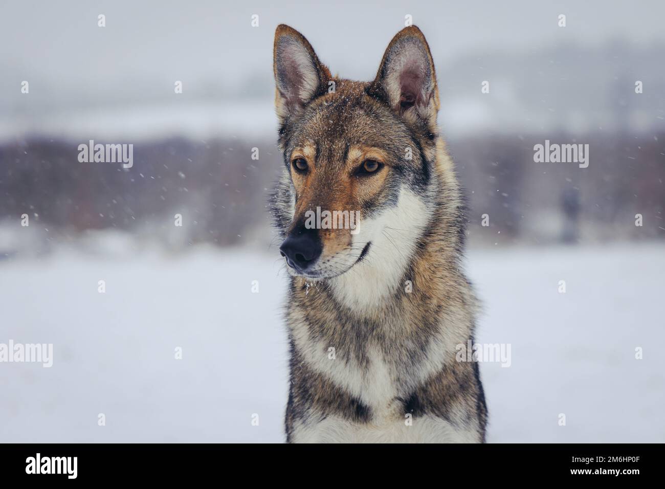 Porträt eines Tamaskanhundes im Winter in Polen Stockfoto