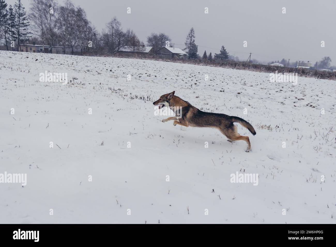 Tamaskan-Hund läuft im Winter in Polen Stockfoto