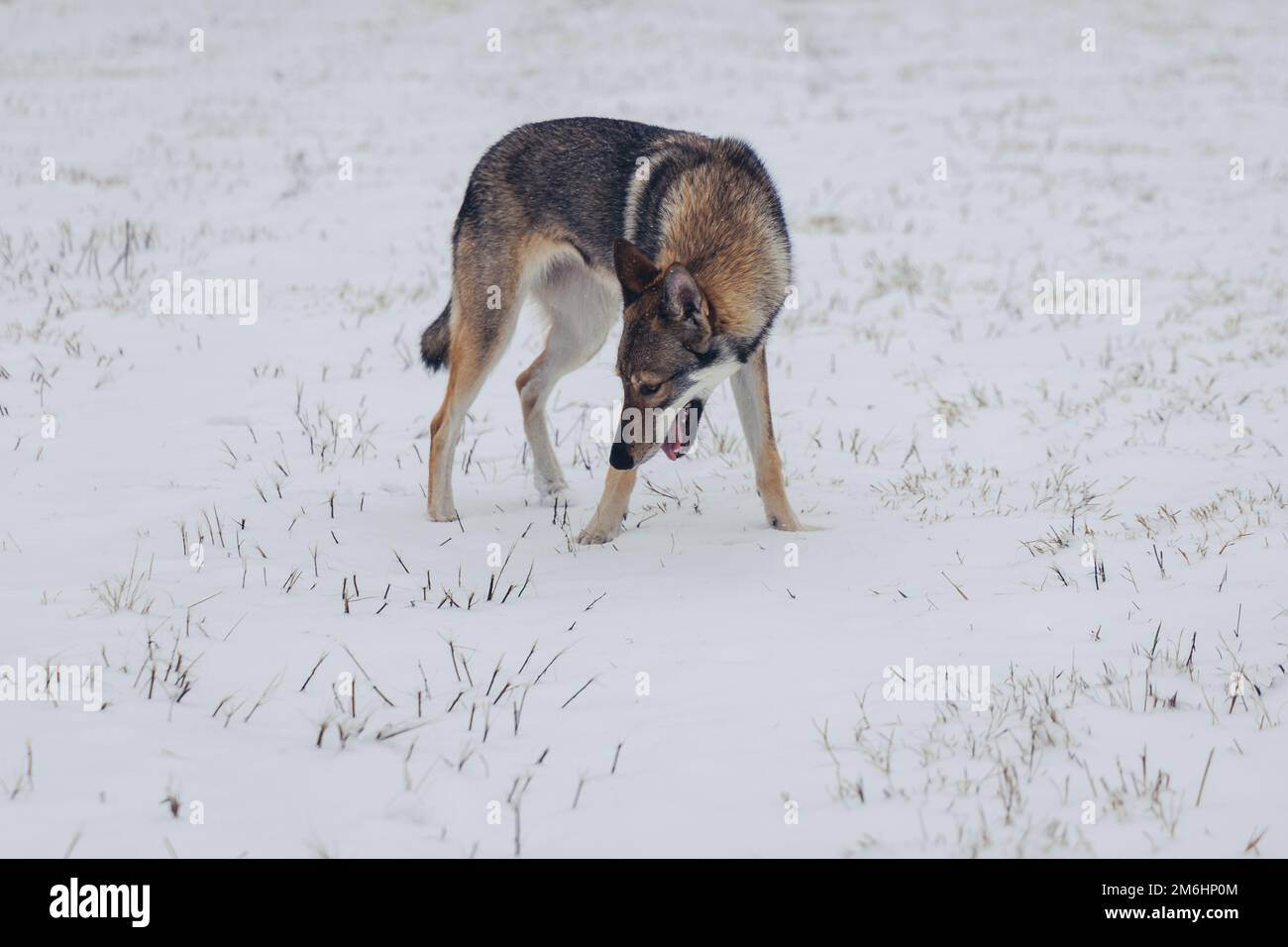 Tamaskanhund auf einer Wiese, die im Winter in Polen mit Schnee bedeckt war Stockfoto
