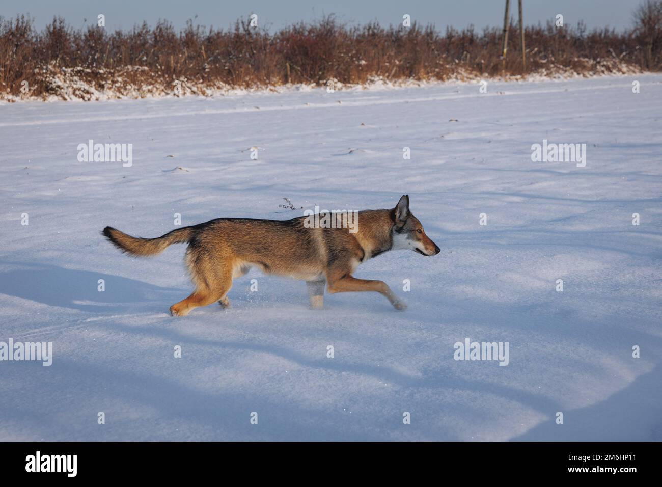 Tamaskan-Hund läuft im Winter in Polen Stockfoto