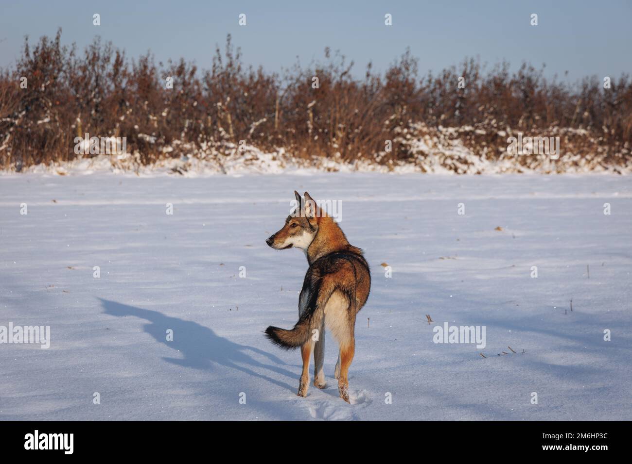 Tamaskanhund auf einer Wiese, die im Winter in Polen mit Schnee bedeckt war Stockfoto