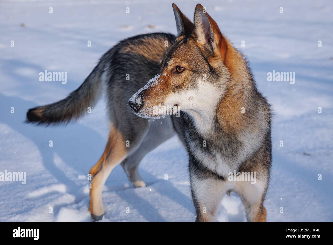 Tamaskanhund auf einer Wiese, die im Winter in Polen mit Schnee bedeckt war Stockfoto
