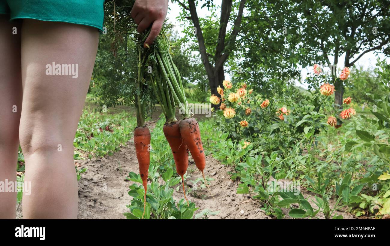 Eine Frau hält an einem sonnigen Tag im Freien auf dem Hintergrund eines Gemüsegartens frisch gegrabene Karotten mit Oberteilen in der Hand. Großes U Stockfoto