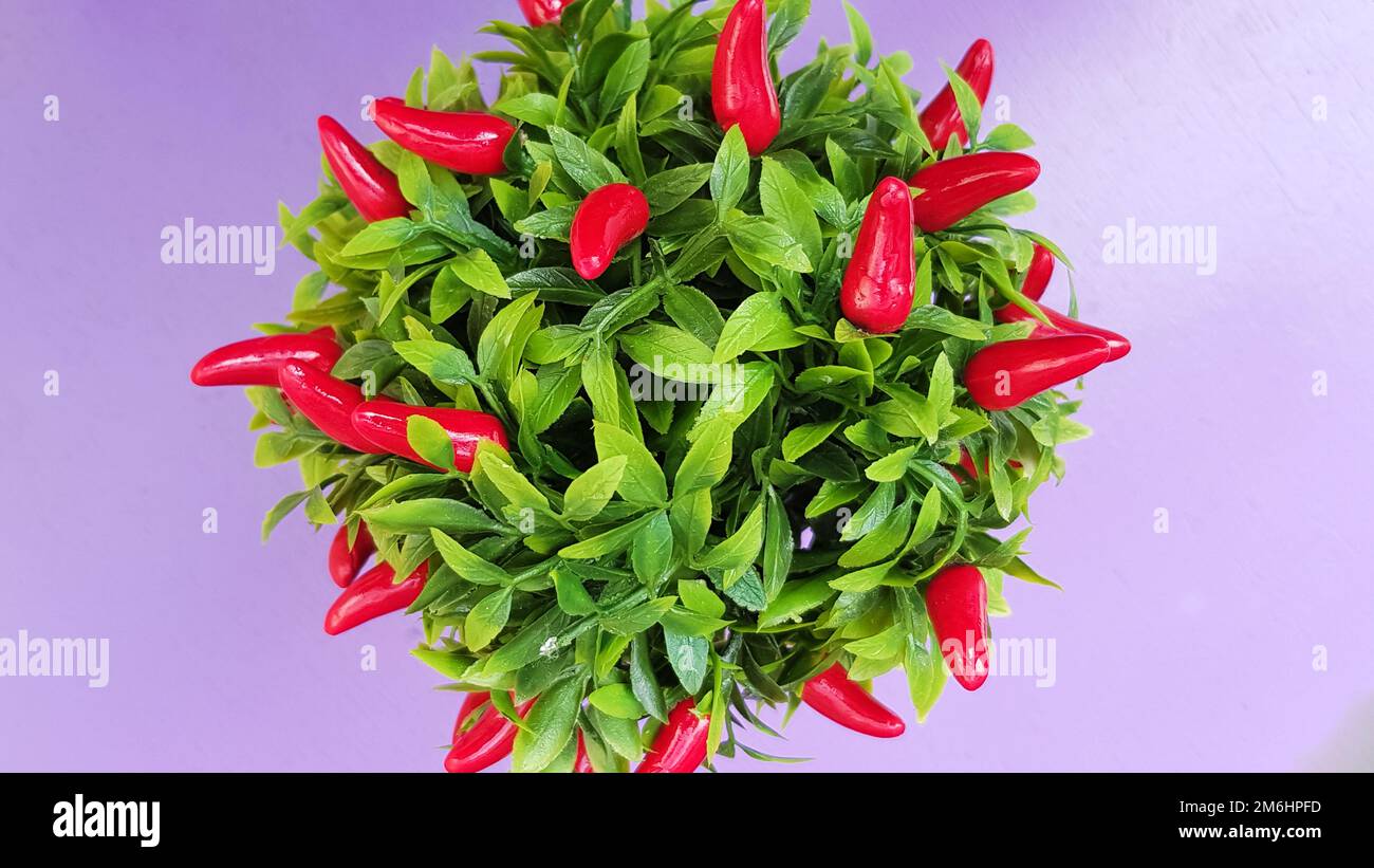 Dekorative rote Chili-Paprika, die in einem Topf wachsen. Stockfoto