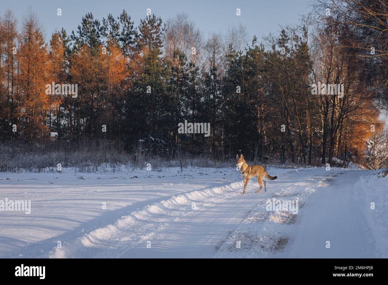 Tamaskanhund auf einer Feldstraße im Winter in Polen Stockfoto