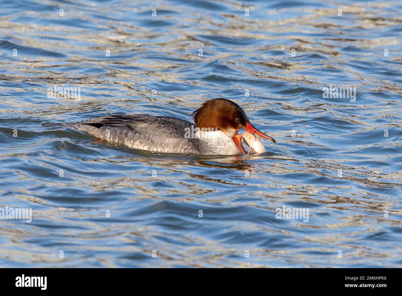 Der Merganser (Nordamerika) oder Goosander (Eurasisch) (Mergus merganser). Stockfoto
