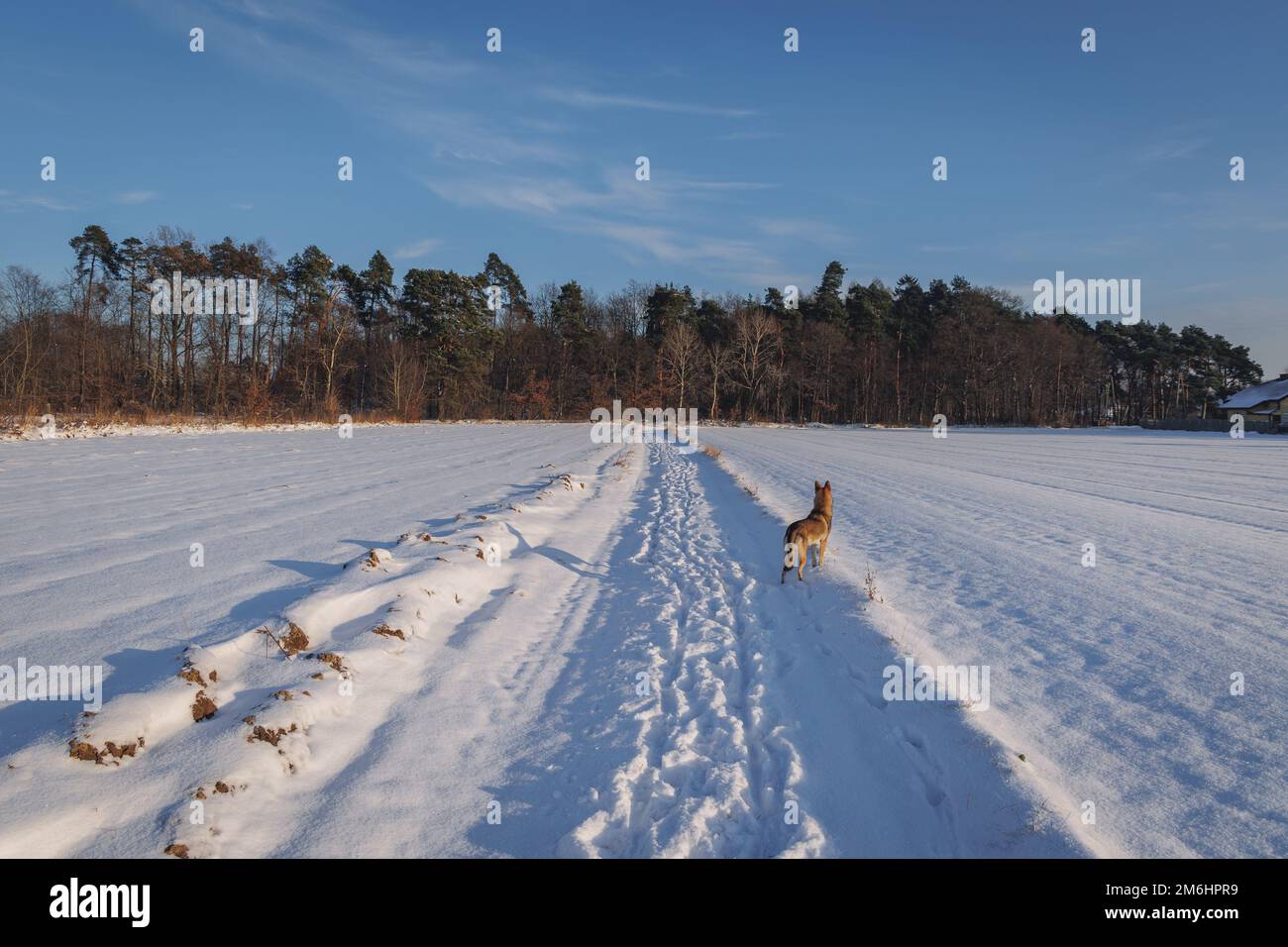 Tamaskanhund auf einer Feldstraße im Winter in Polen Stockfoto