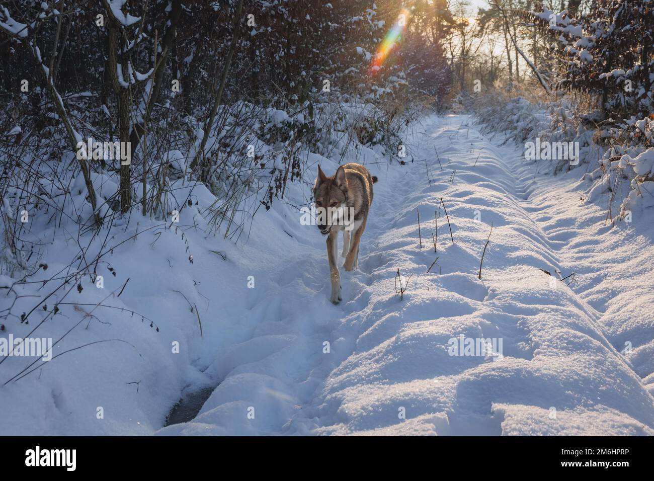 Tamaskanhund bei Winterspaziergängen im Wald Stockfoto