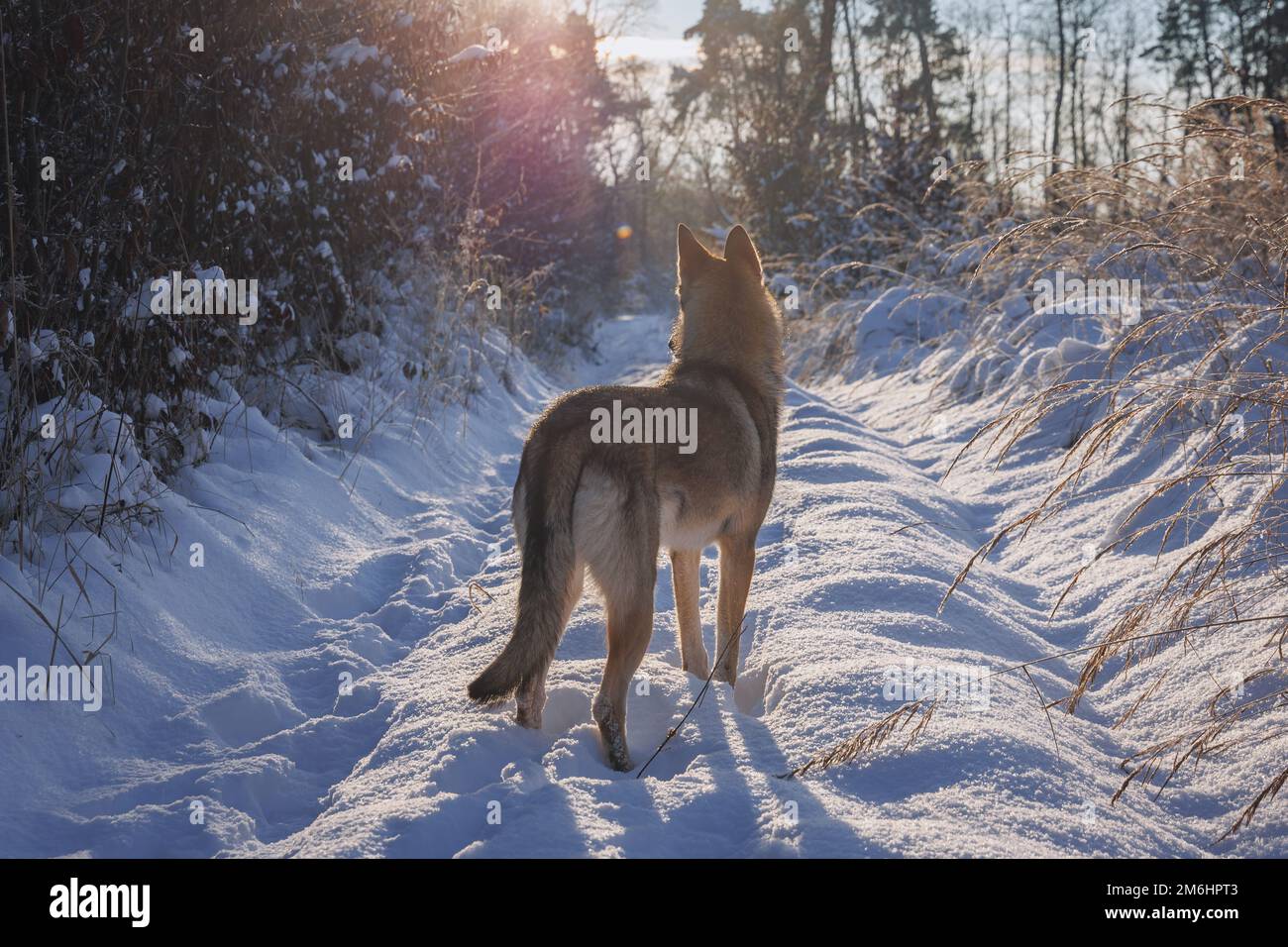 Tamaskanhund bei Winterspaziergängen im Wald Stockfoto