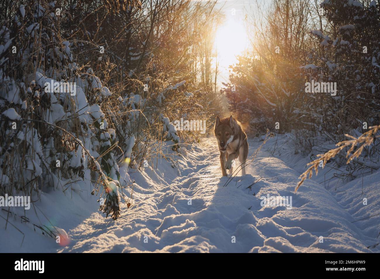 Tamaskanhund bei Winterspaziergängen im Wald Stockfoto