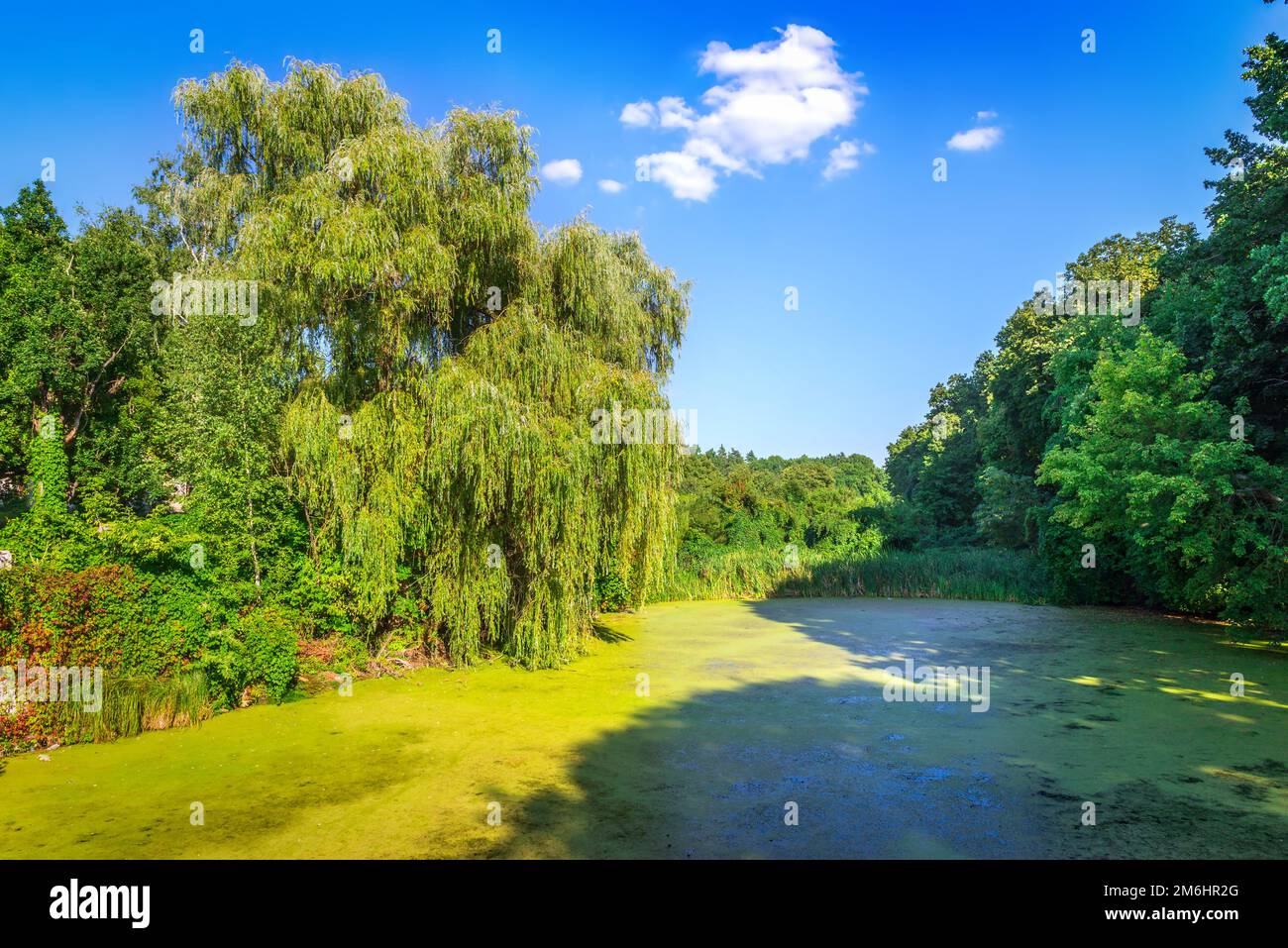 Die Trauerweide auf dem Teich Stockfoto