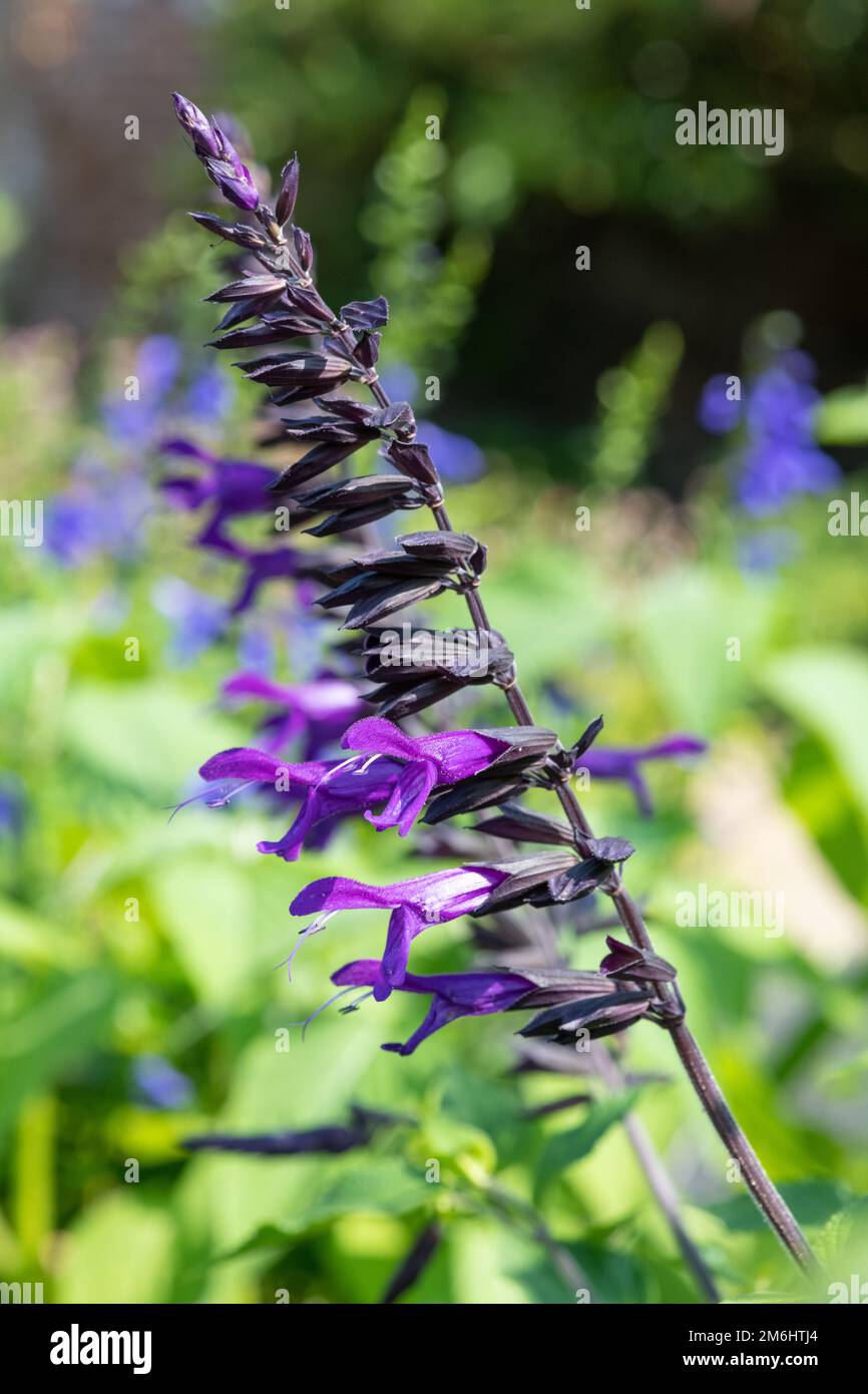 Nahaufnahme der blühenden lila Salvia amistad-Blumen Stockfoto