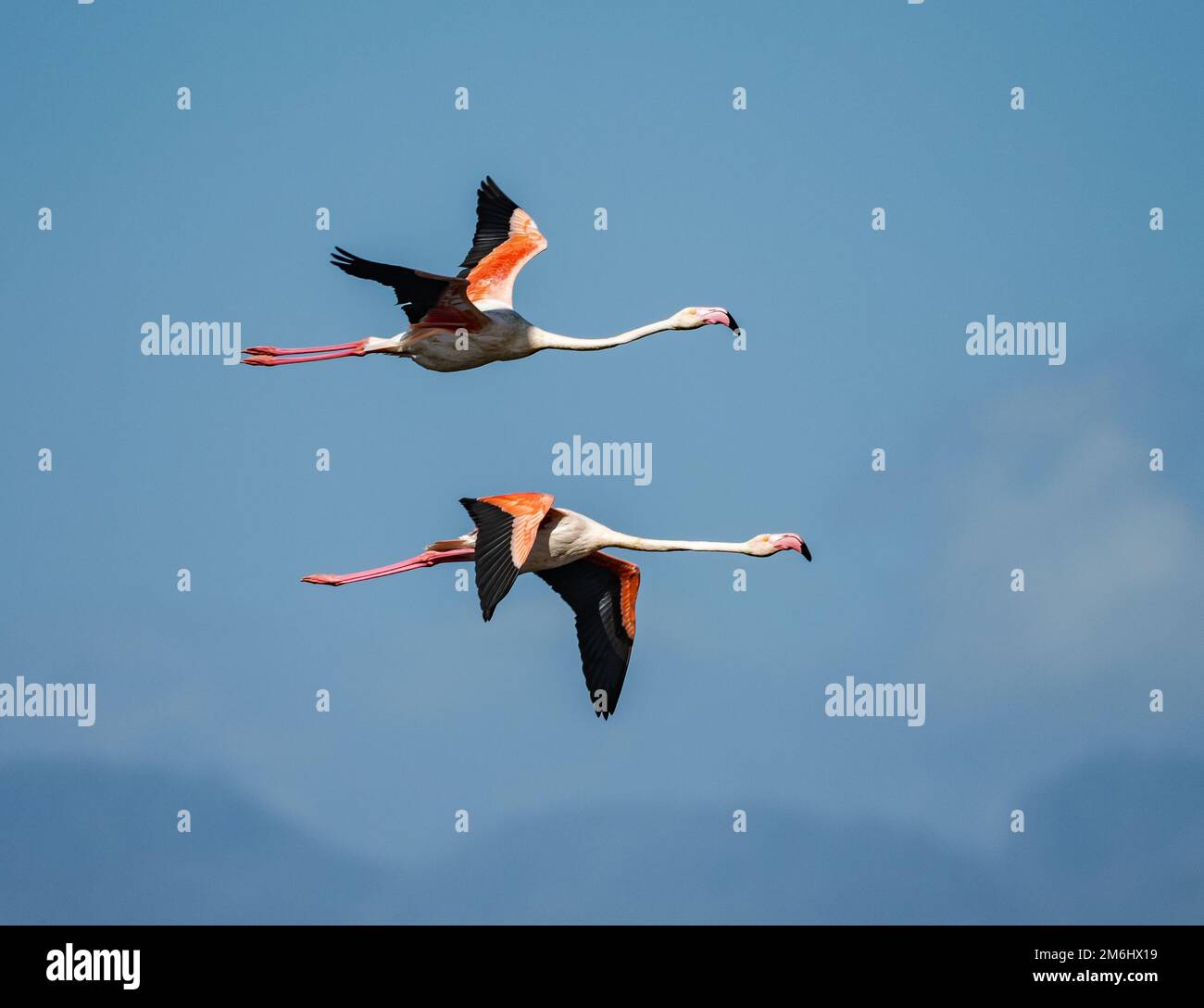 Zwei große Flamingos (Phoenicopterus roseus) fliegen am blauen Himmel. Westkap, Südafrika. Stockfoto