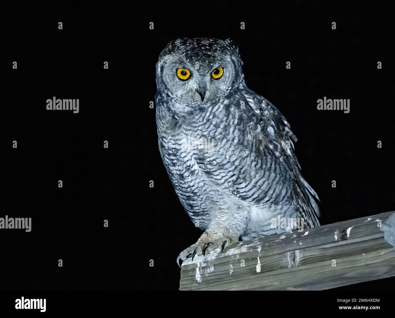 Eine gefleckte Adlereule (Bubo africanus) bei Nacht. Westkap, Südafrika. Stockfoto