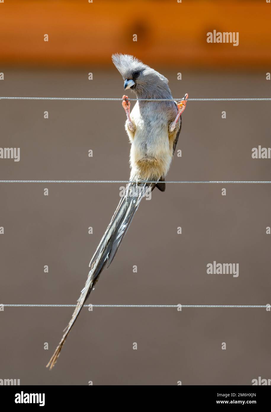 Ein Mousebird mit weißem Rücken (Colius colius), der an einem Drahtzaun hängt. Westkap, Südafrika. Stockfoto