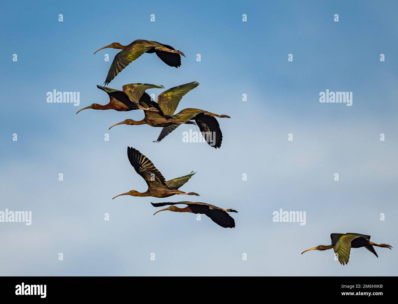 Eine Schar Glossy Ibis (Plegadis falcinellus), die über den blauen Himmel fliegt. Westkap, Südafrika. Stockfoto