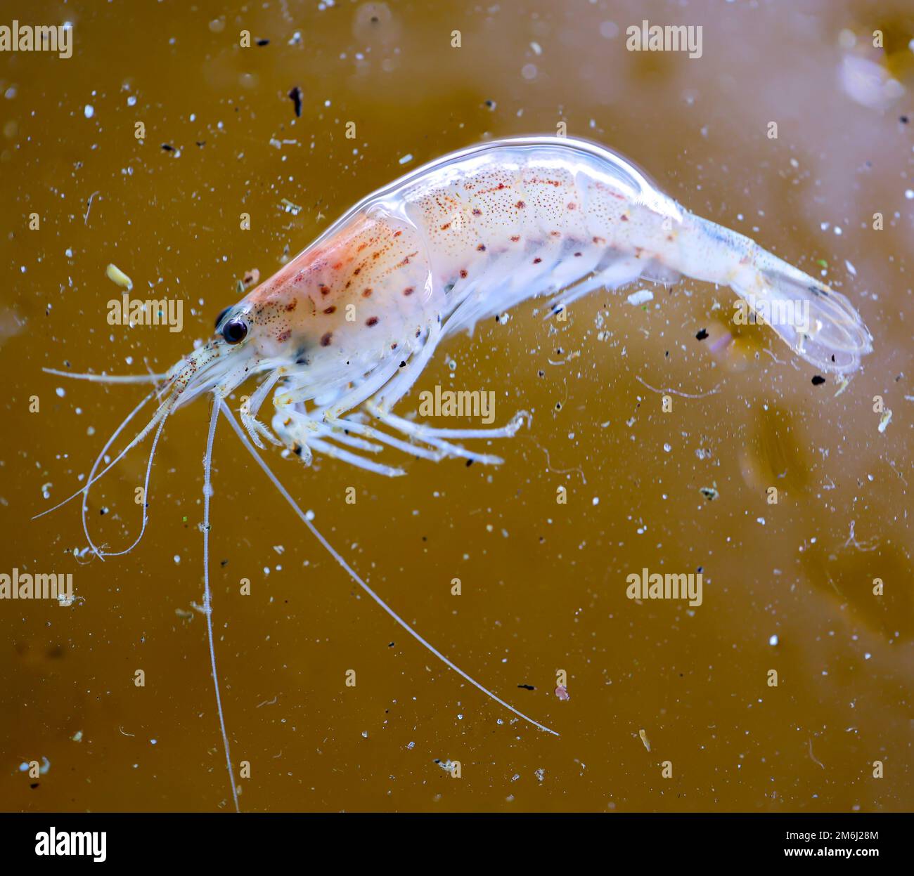 Nahaufnahme einer Amano Garnele in einem Aquarium. Stockfoto