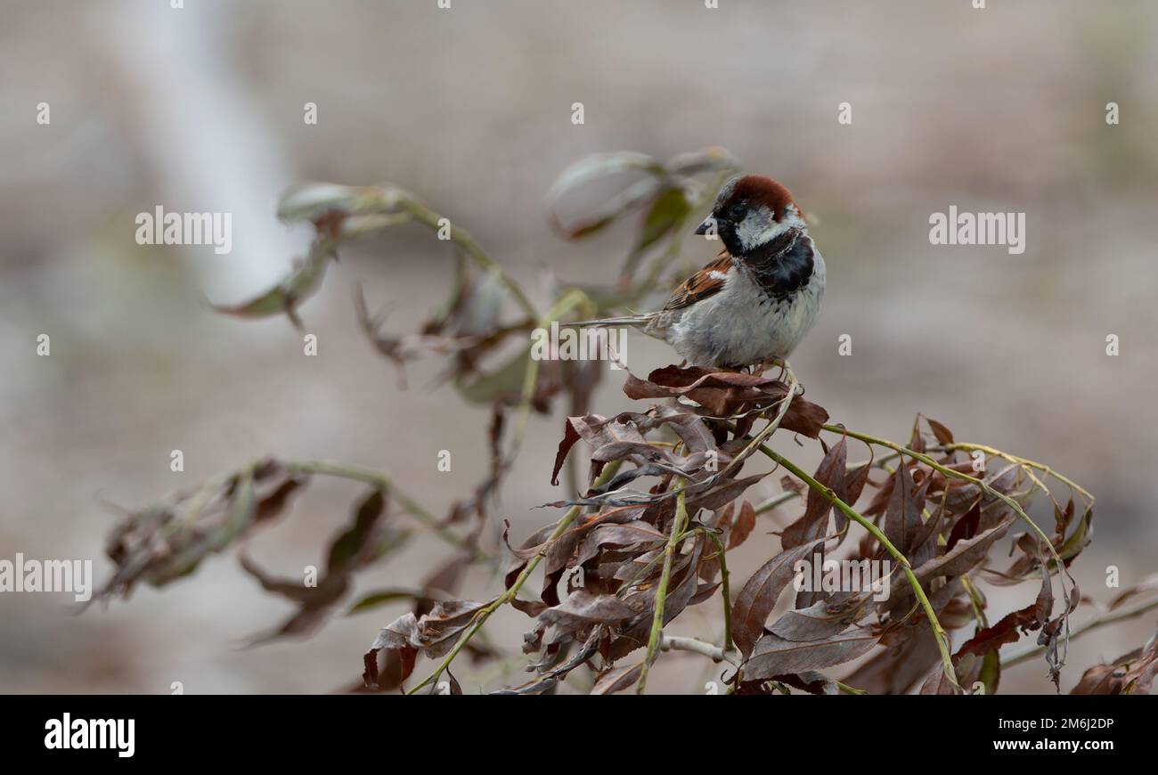 Nur ein bescheidener Hausspatz Stockfoto