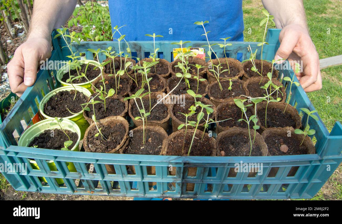 Die Hände eines jungen männlichen Landwirts halten ein Tablett mit Setzlingen von Gemüsepflanzen, die zum Anpflanzen in einem Gewächshaus oder vegetab vorbereitet sind Stockfoto