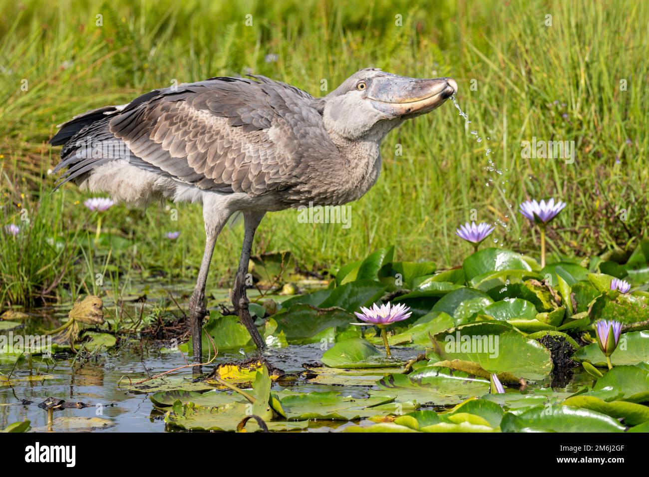Schuhschnabel fotografiert in den Mabamba Feuchtgebieten, am Rand des Victoria-Sees nahe Entebbe, Uganda. Stockfoto