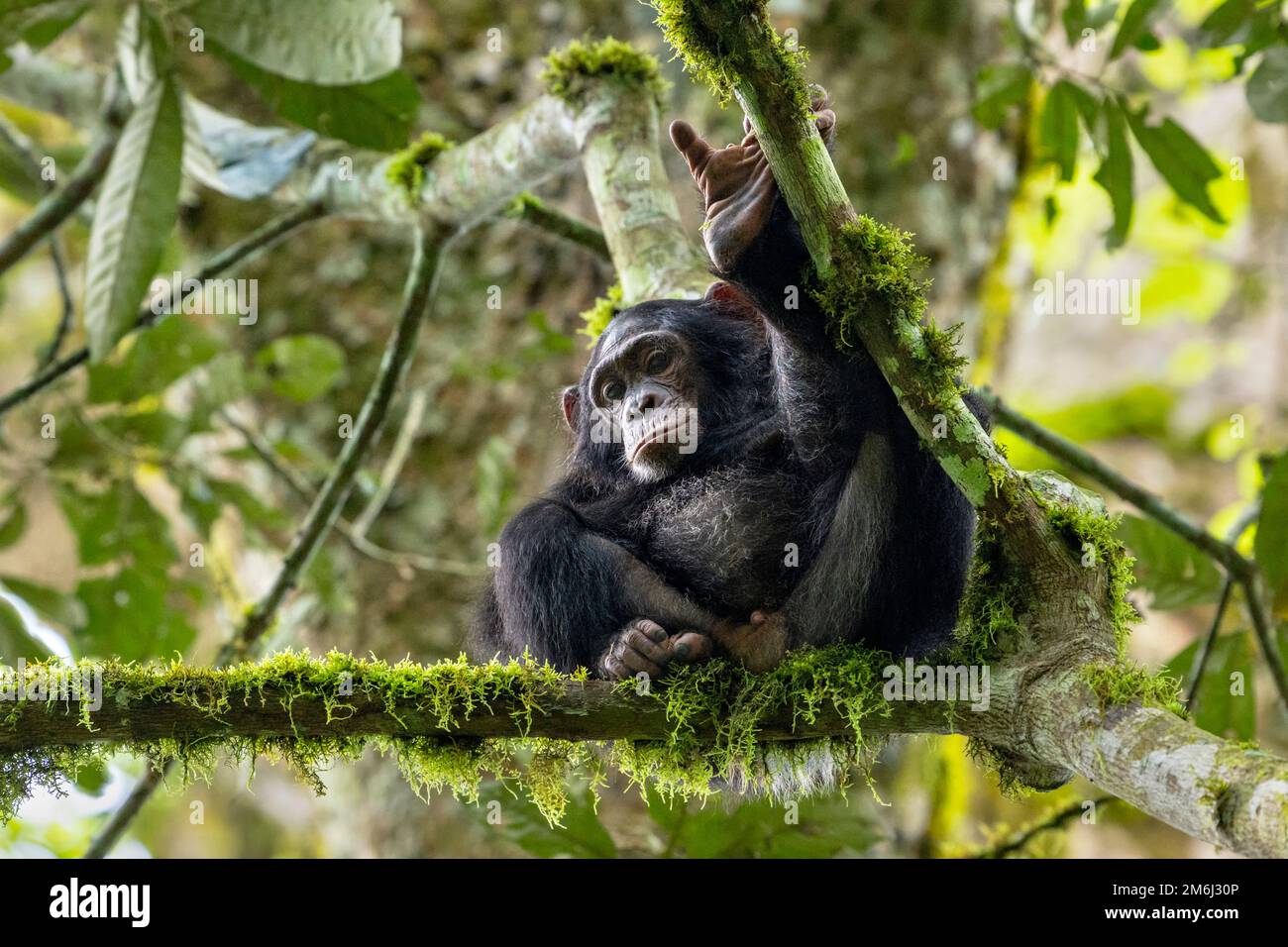 Ein Schimpanse, der den Fotografen von den Bäumen aus ansieht. Bild aufgenommen im Kibale Regenwald, West-Uganda. Stockfoto