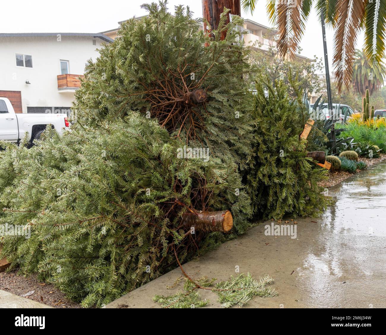 Entsorgte Weihnachtsbäume stapeln sich auf dem Bürgersteig in Los Angeles, Kalifornien. Stockfoto