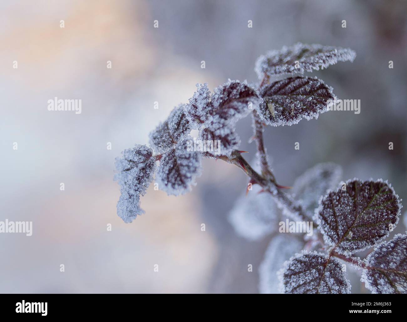 Nahaufnahme des mattierten Blatts Stockfoto