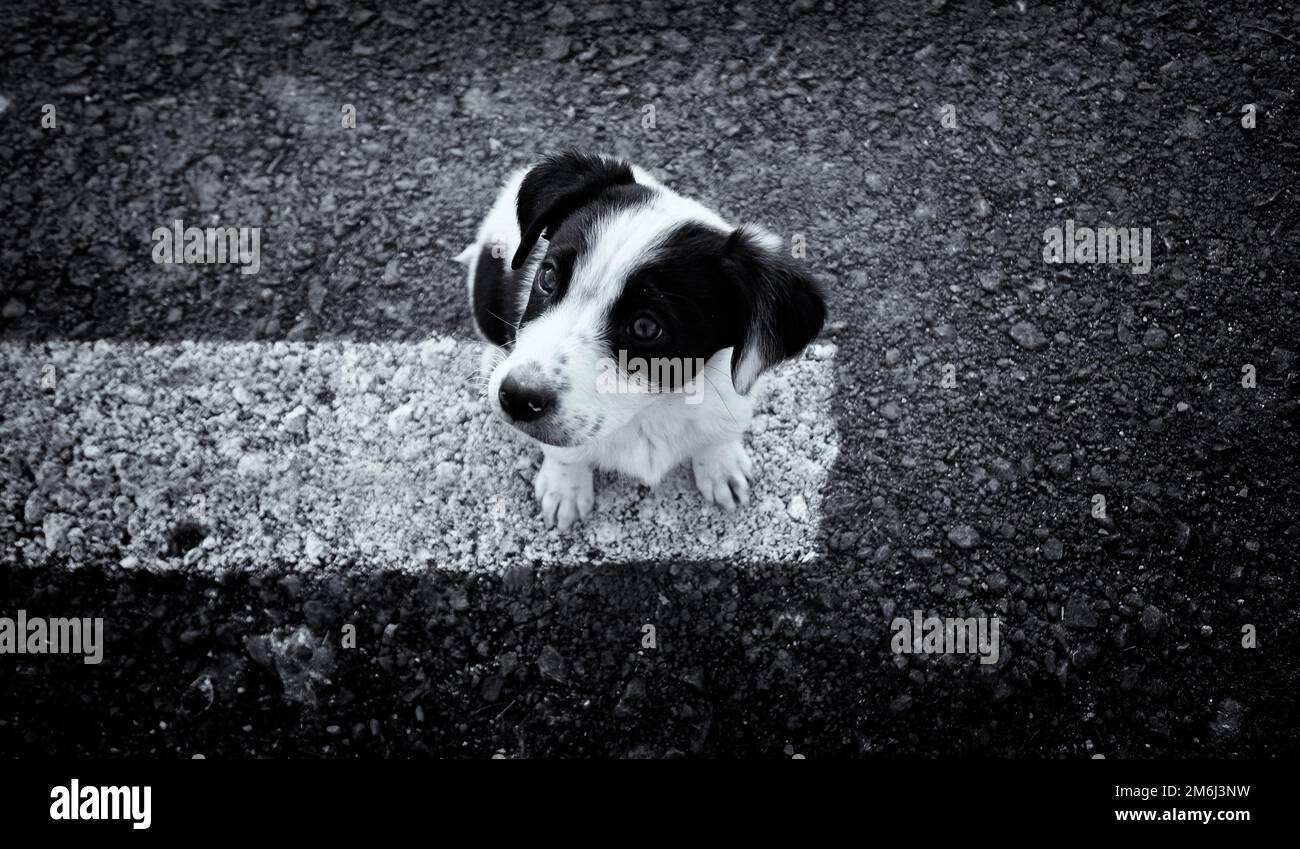 Ein kleines Hündchen, das nach oben zeigt. Stockfoto