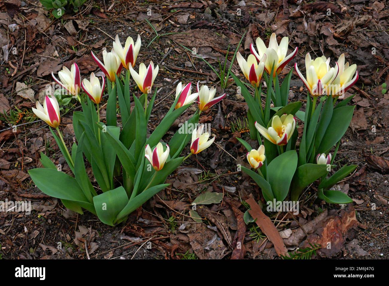 Wasserlilien-Tulpe Stockfoto