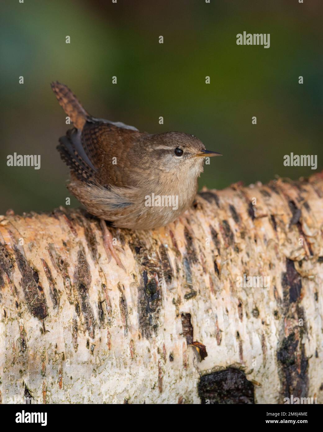 Wren (Troglodytes troglodytes) auf einem Birkenstamm. Stockfoto