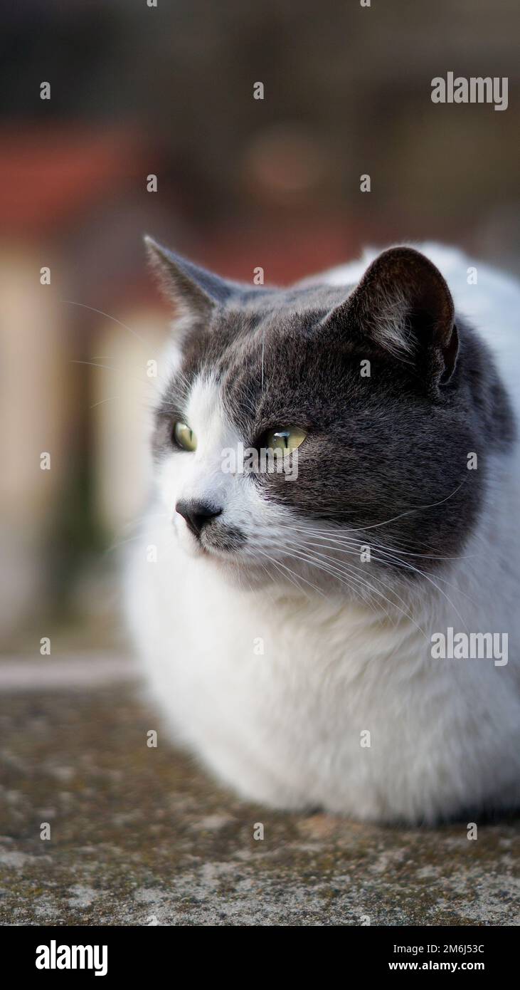 Eine streunende Katze, die an einer Wand sitzt. Stockfoto